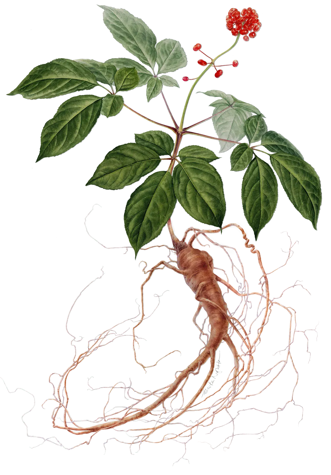 https://botalys.com/images/korean-ginseng.webp?utm_source=chatgpt.com
