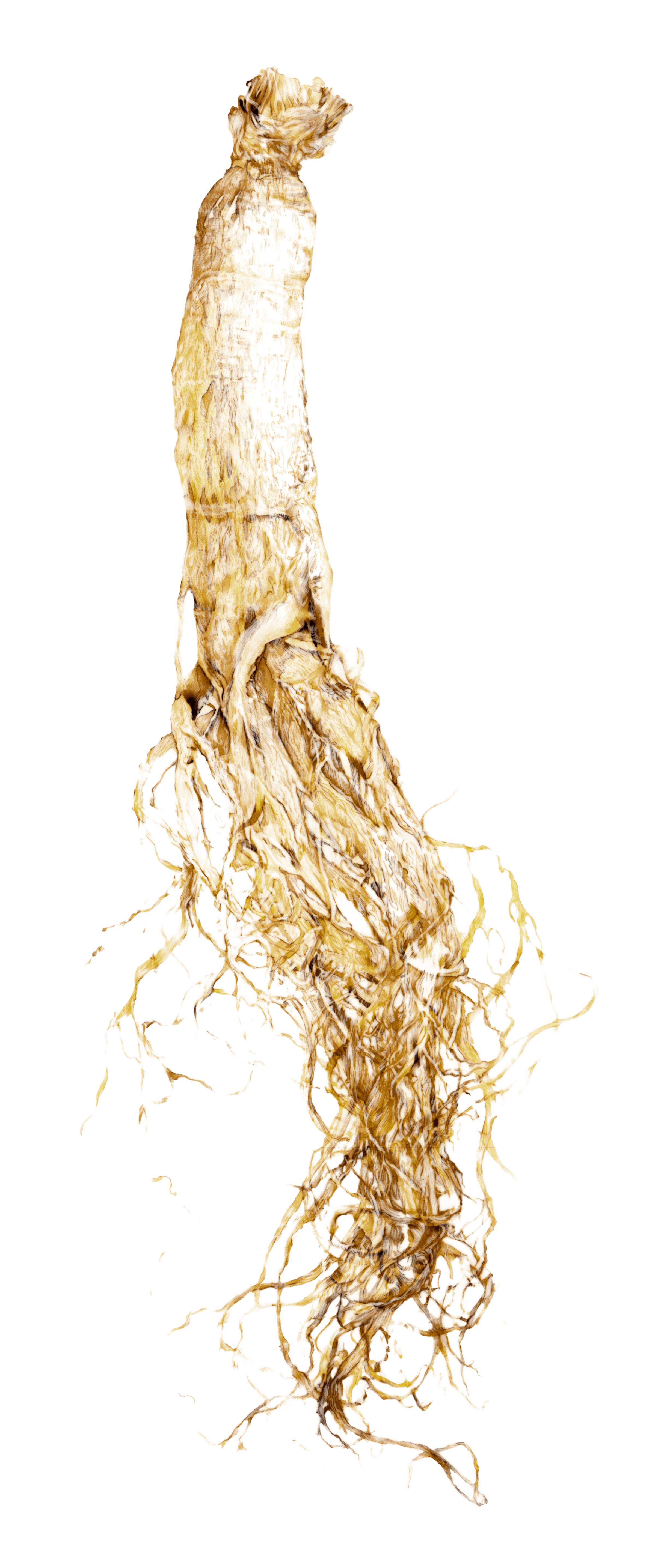 Korean ginseng root